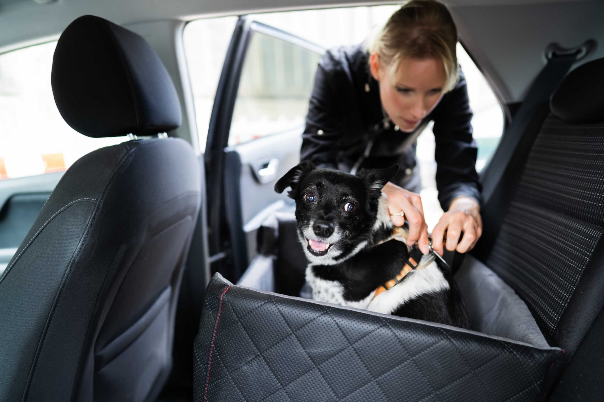 Veja como transportar animais em segurança no carro